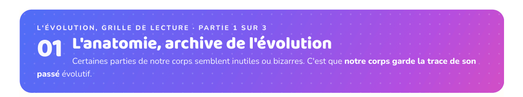 Partie 1 : L'anatomie, archive de l'évolution