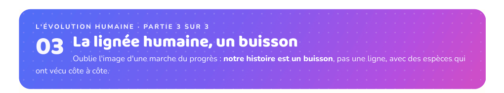 Partie 3 : La lignée humaine, un buisson